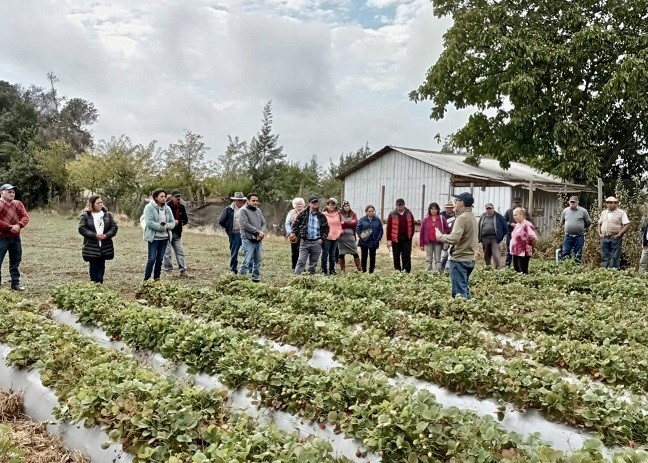 AGRICULTORES DEL PRODESAL DE INDAP CAÑETE PARTICIPARON DE GIRA TÉCNICA A LA REGIÓN DE ÑUBLE