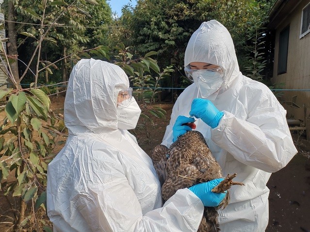 SAG informa primer caso de Influenza Aviar en aves de traspatio en Los Ríos