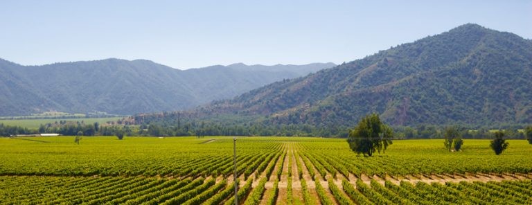 Inédito aumento en valor exportaciones de vino a nivel mundial