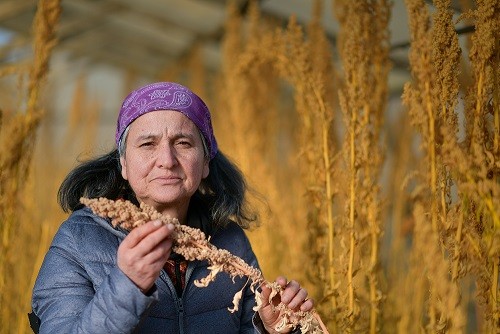 Agricultora Julia Muñoz cosechó la primera producción de quinua bajo invernadero en Puerto Natales  