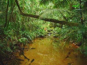CONAF amplía plazo para postular a los concursos del fondo de conservación de la Ley de Bosque Nativo