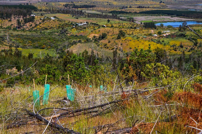 Restauración hidrológica forestal: herramienta para la adaptación y mitigación del cambio climático