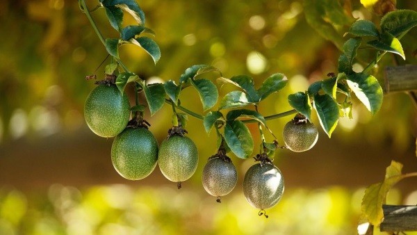 China: Científicos postulan que fruta de la pasión podría utilizarse para combatir la mosca de la fruta