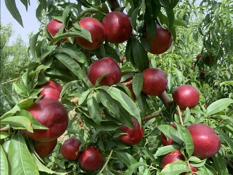 Las menor oferta de ciruela de Chile en los mercados nos hace prever un buen inicio de campaña de ciruela española