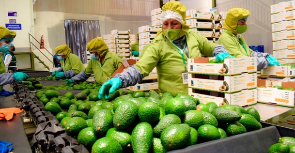 Exportaciones de palta peruana inician con buenos precios