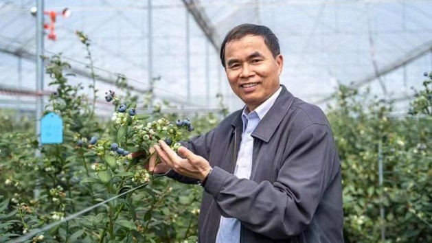 Nueva variedad de arándanos obtenida en China: tamaño grande, cosecha temprana y altos rendimientos