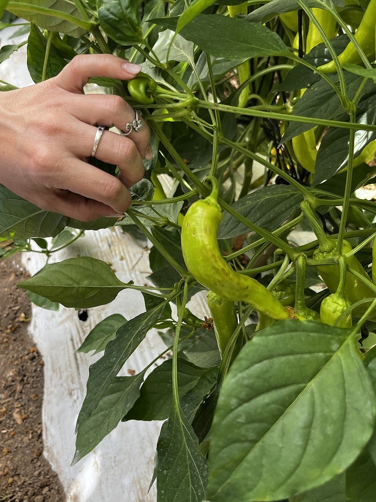Investigadoras agrícolas buscan aportar soluciones a virus que atacan principales cultivos de la región