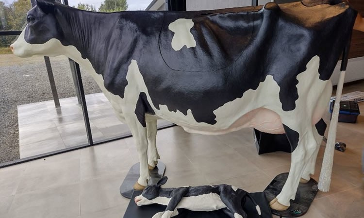 Estudiantes del sector lácteo de Osorno trabajarán con vaca modular que simula al animal
