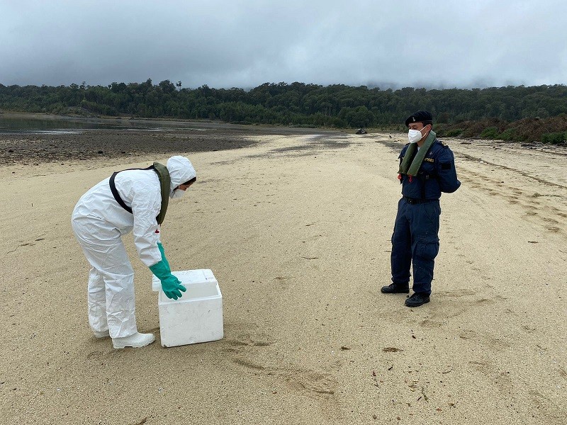 SAG LOS LAGOS ANUNCIA LEVANTAMIENTO DE 4 ZONAS QUE SE MANTENÍAN BAJO CONTROL SANITARIO
