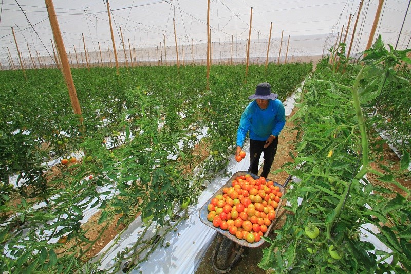 MÁS DE $364 MIL MILLONES EJECUTÓ INDAP DURANTE 2022 EN APOYO A LA AGRICULTURA FAMILIAR CAMPESINA E INDÍGENA DEL PAÍS