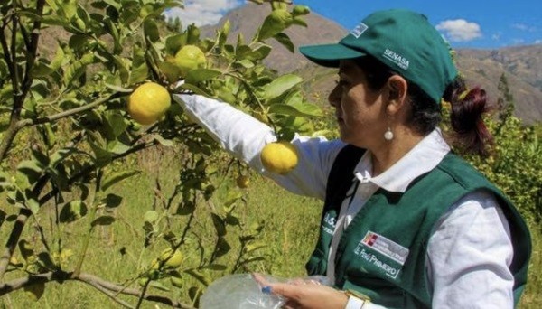 Perú: Declaran emergencia fitosanitaria en dos regiones por plaga que afecta cítricos