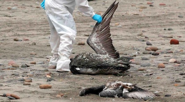 SAG Biobío confirma primer caso de influenza aviar en aves silvestres en la provincia de Arauco