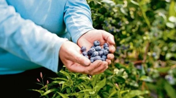 Productores de Ñuble aseguran que se ven afectados por crisis de los arándanos chilenos