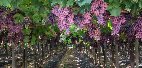 China abriría mercado a uvas de mesa de Tayikistán, Kirguistán y Uzbekistán