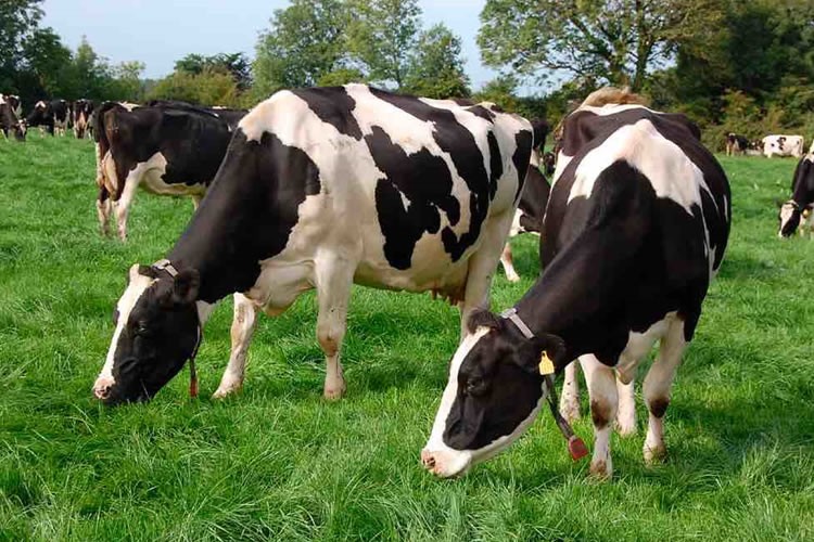 Productores reivindican impacto positivo de la leche en la economía rural y su rol nutricional