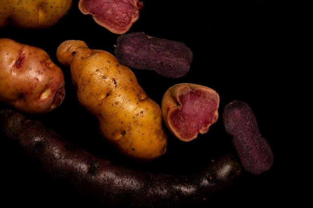 Nuevo catálogo de papas nativas chilenas describe sus características físicas, nutricionales y culinarias