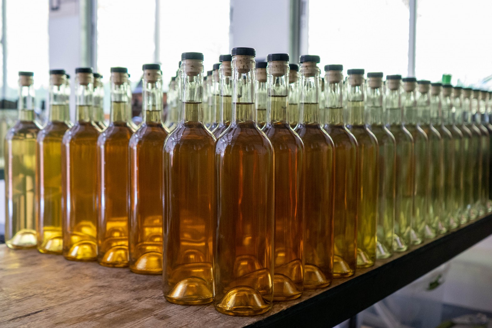 Empresas pisqueras de Coquimbo exhibirán su oferta en la BCB de Brooklyn