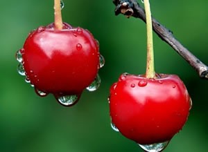 España:Pérdidas en cerezas ascienden a 70 millones de euros