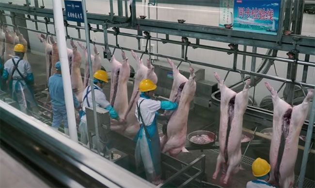 Las exportaciones de carne de cerdo de Brasil crecen un 14% y las de aves un 0,9%