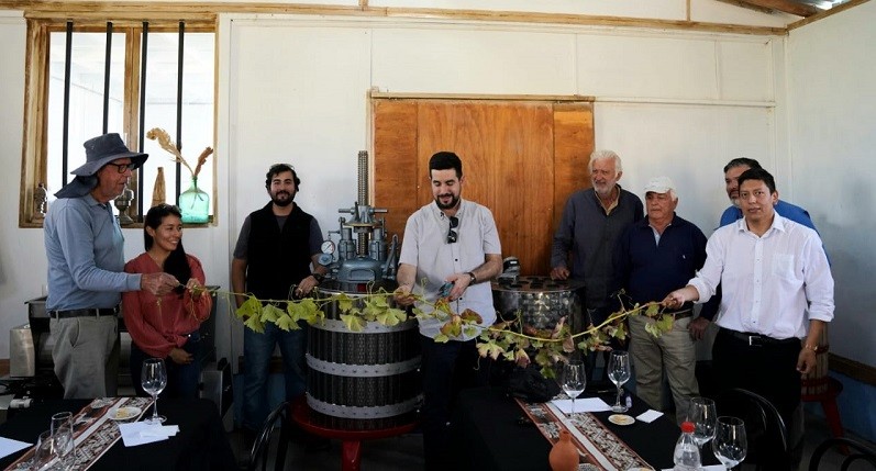 INDAP apoya a cooperativa de productores de vino de Pica en su rescate de cepas patrimoniales