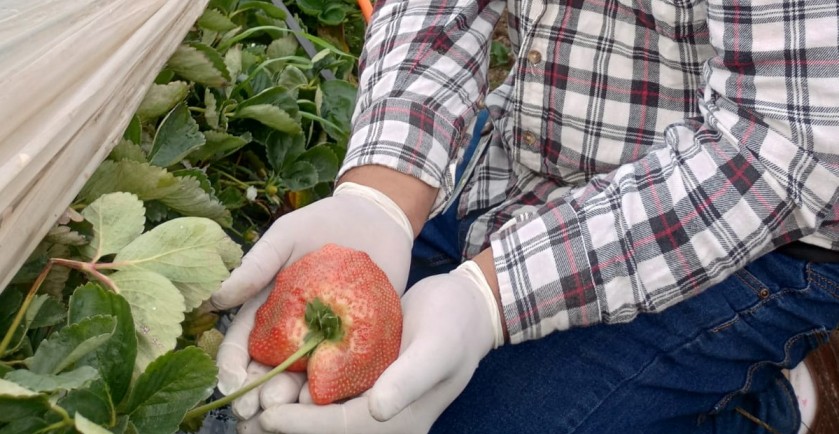 Agricultor de Santo Domingo cosechó frutilla de 286 gramos que estuvo a punto de batir récord Guinness