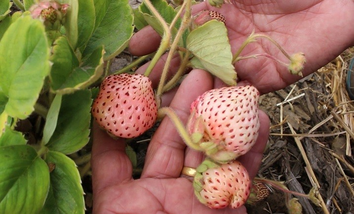 La frutilla blanca: patrimonio agroalimentario de Nahuelbuta