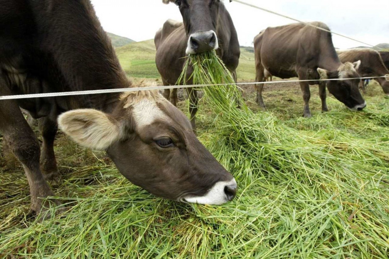 Productores de carne de ganado bovino no consiguen mejorar la rentabilidad de su actividad