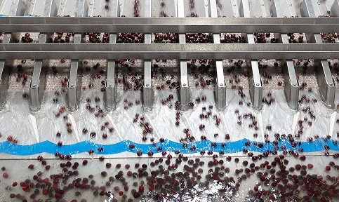 CÓMO LAS SOLUCIONES DE TOMRA FOOD AYUDAN A MEJORAR LA EFICIENCIA Y RENTABILIDAD DE LAS PLANTAS DE PROCESO DE CEREZAS