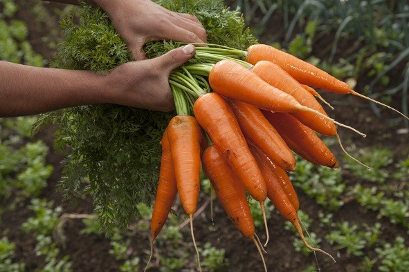 INDAP abre nuevo Programa enfocado en la Transición hacia la Agricultura Sostenible