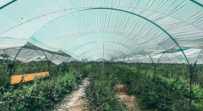 Trutina frena la pérdida de frutos en arándanos y aumenta su diámetro reduciendo el consumo de agua (México)