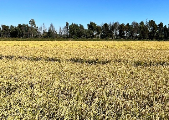 INIA enfatiza uso de bioinsumos, reducción de huella hídrica y agroecología para la agricultura de los próximos años