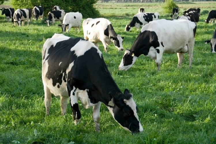 Situación regional: Producción de leche cruda retrocede en general el primer cuatrimestre del año