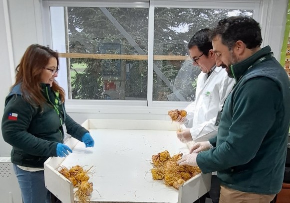 Destacan potencial sanitario de la zona como factor clave para el establecimiento de semilleros de bulbos de lilium