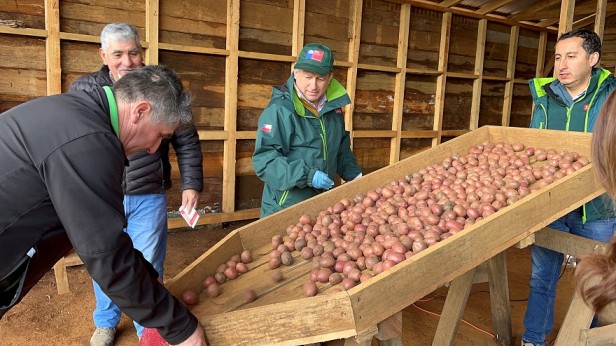 Productores de semillas de papa certifican su producción