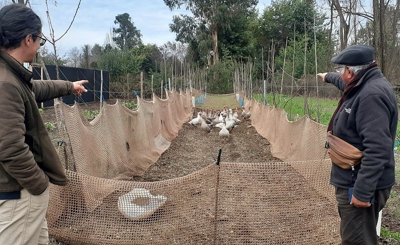 Académicos de Agronomía UdeC promueven control biológico de malezas mediante uso de gansos