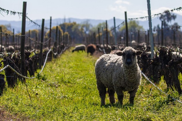 Regenerative Viticulture Alliance, primera certificación internacional de Viticultura Regenerativa
