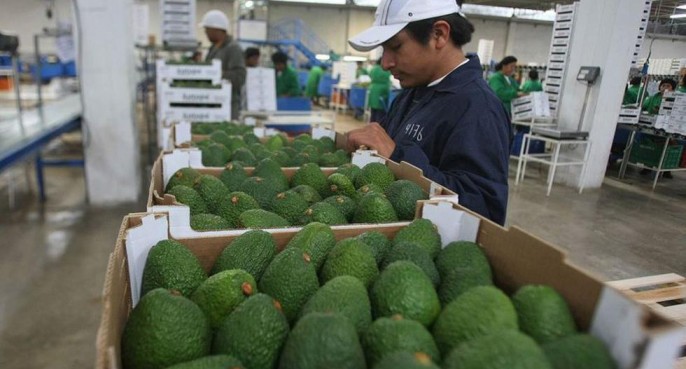 Volumen de exportaciones de palta hass crecería 8% este año: qué factores inciden en las proyecciones