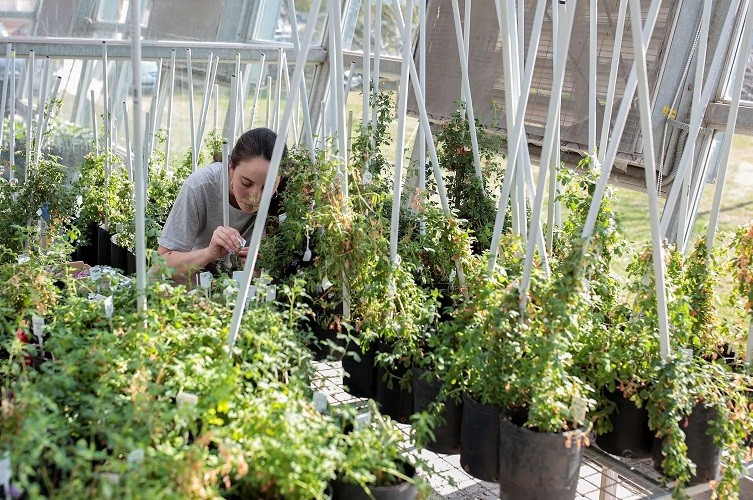 La Comisión Europea oficializa propuesta para regular favorablemente variedades de plantas obtenidas con Nuevas Técnicas Genéticas (NGT).
