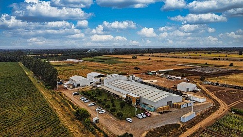 LA TECNOLOGÍA BSI+ DE LA TOMRA 5C, CLAVE PARA LA SELECCIÓN DE SEMILLAS DE MAÍZ DULCE Y ELIMINACIÓN DE MAIZ DENTADO DE LA EMPRESA CHILENA UWAFEN SEEDS.