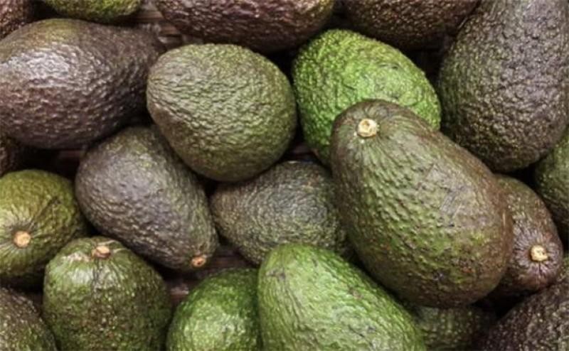 Parú: ProHass recorta proyección de exportaciones de palta Hass a 598.344 toneladas en 2023, lo que significaría un aumento de +8% frente a 2022