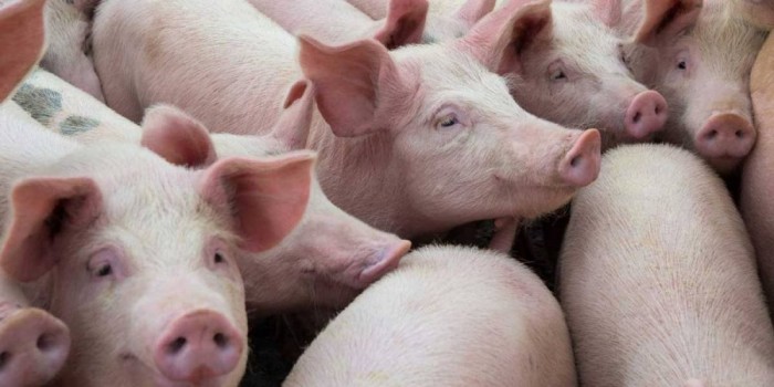Sector porcino de Estados Unidos perdería US$ 80.000 millones si tiene peste porcina africana