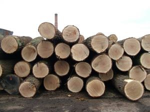 EE.UU. lidera destino de exportaciones chilenas forestales y de salmón a 20 años del TLC