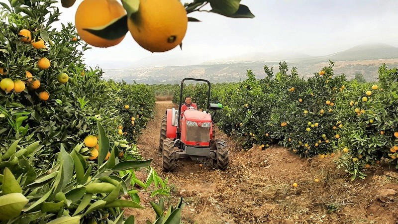 ASOEX, Corfo y UCN: Desarrollan tecnología que permitirá a productores de cítricos de Coquimbo anticipar el calibre para exportación
