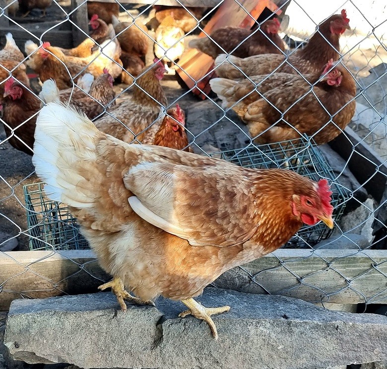 GRIPE AVIAR H5N1: SAG LOS LAGOS CIERRA ZONAS BAJO CONTROL SANITARIO EN LA PROVINCIA DE OSORNO