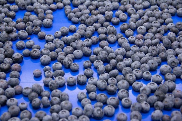 Arándano fresco de exportación: El dilema de Chile