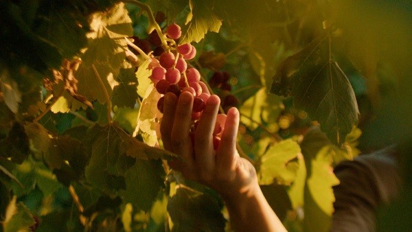 Nuevo modelo de distribución agrícola proporcionará estabilidad económica a productores