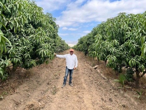 Los mangos peruanos ya muestran efectos tempranos de El Niño
