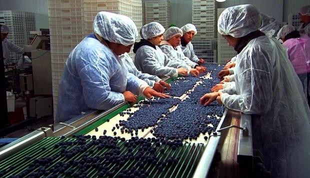 Las exportaciones de arándanos de Perú ya sobrepasaron la barrera de las 1.000 toneladas