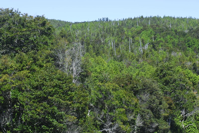 Consejo Consultivo analiza modificación al reglamento general de la Ley 20283 de Bosque Nativo