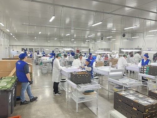 Más de cuatro millones 600 mil cajas de fruta y flores se han certificado en Sitio de Inspección de Fruta Fresca SAG / USDA – APHIS / ASOEX de Cabrero
